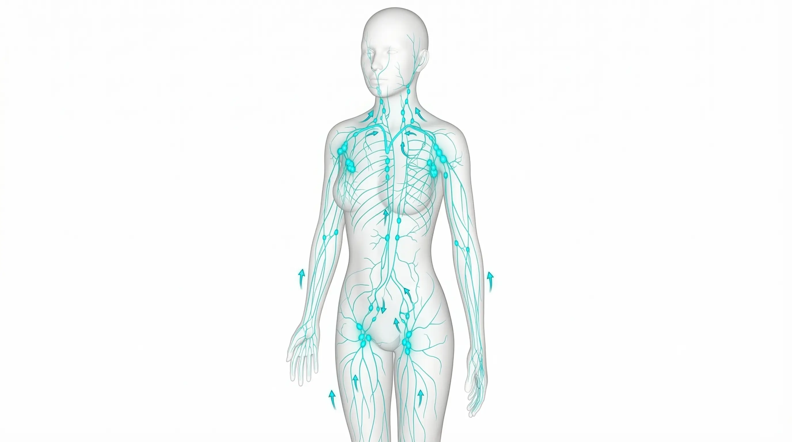 Diagrama 3D del sistema linfático y ganglios del cuerpo humano